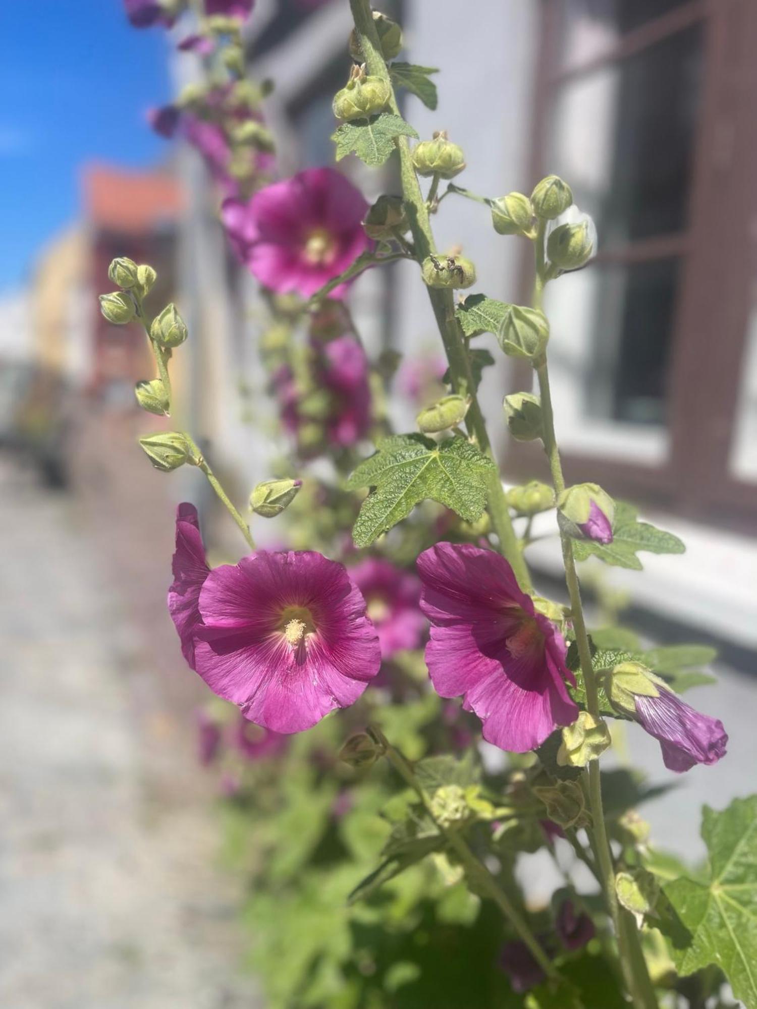 Ærøskøbing Blackberryhouse מראה חיצוני תמונה