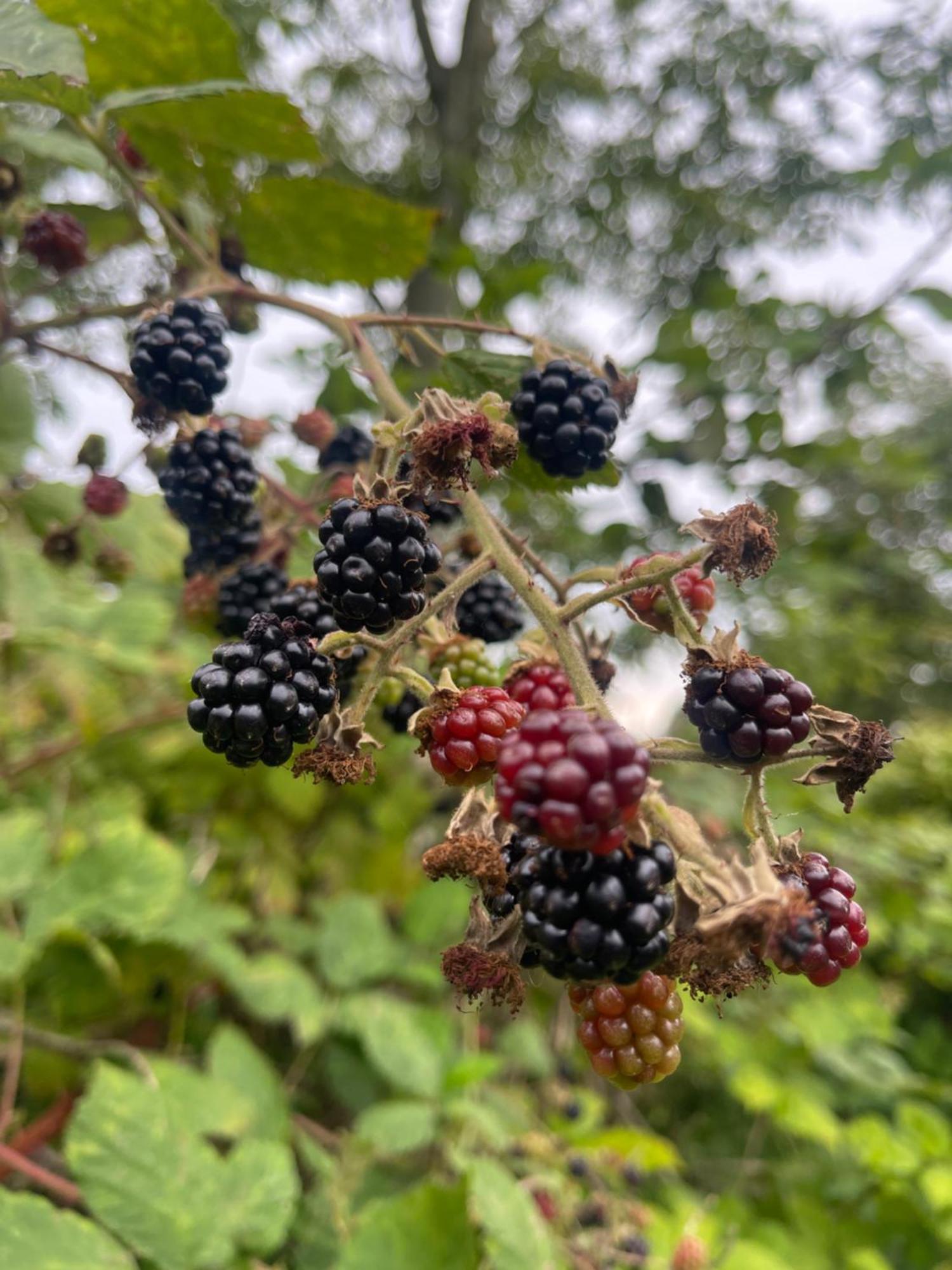 Ærøskøbing Blackberryhouse מראה חיצוני תמונה